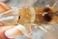 KIẾM SOÁT VI KHUẨN VIBRIO PARAHAEMOLYTICUS BẰNG THẢO DƯỢC