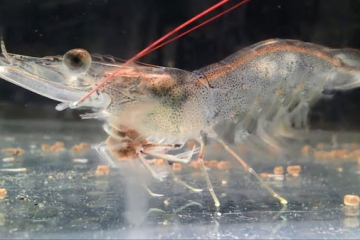 VAI TRÒ CỦA MEN TIÊU HÓA VỚI ĐƯỜNG RUỘT TÔM