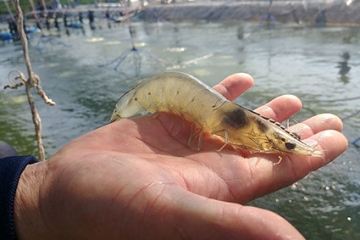 BỆNH ĐỤC CƠ & CONG THÂN TRÊN TÔM THẺ CHÂN TRẮNG