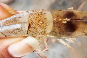 KIẾM SOÁT VI KHUẨN VIBRIO PARAHAEMOLYTICUS BẰNG THẢO DƯỢC