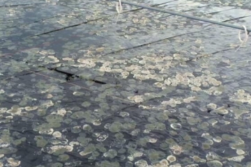 NẤM ĐỒNG TIỀN & GIẢI PHÁP XỬ LÝ NẤM ĐỒNG TIỀN TRONG AO TÔM