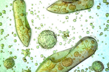 CÁCH DIỆT KHUẨN AO NUÔI TÔM AN TOÀN HIỆN NAY