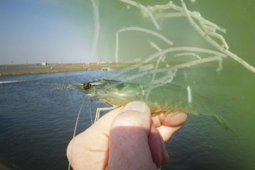 CÁCH PHÒNG TRỊ BỆNH PHÂN TRẮNG TRÊN TÔM HIỆU QUẢ